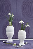 Snowdrops in Easter eggs standing in egg cups