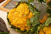 Gelber Bio-Blumenkohl (Sorte Cheddar) auf dem Bauernmarkt