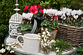 Snowberries, cyclamen, azaleas and lantern on small garden table
