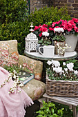 Old armchair with books and snowberries, stool and side table with cyclamen and azaleas in the corner of the terrace