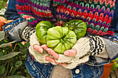 Hands holding three green tomatoes (type: costoluto florentino)