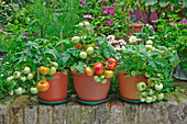 Tomato plants in pots on a terrace