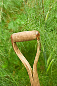 A spade handle in a garden