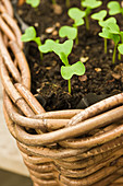 Seedlings in a plant basket