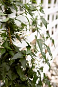 Jasmine on white garden fence