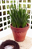 Snowdrops in ceramic pot