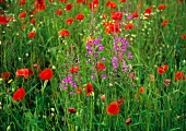 Poppies in a meadow of summer flowers