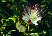 A caper flower on a branch