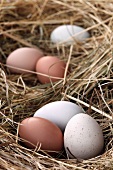 Fresh Organic Eggs in a Hay Nest