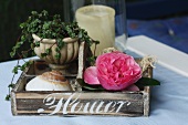 Rose bloom and seashell in wooden box