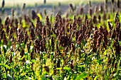 A field of amaranth