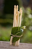 A bunch of white asparagus wrapped with ransoms