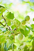 Unripe pears on a tree