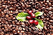 Coffee beans, fresh and roasted