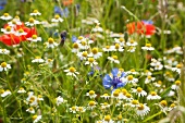 A field of camomile, cornflowers and poppies