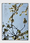 Kirschblütenzweige (Verfremdet)