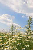 Flowering camomile in a field