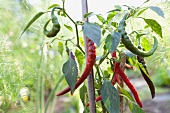 Chillies on the plant