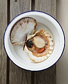 Freshly opened scallops (seen from above)
