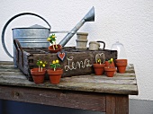 Rustic crate with small flowerpots