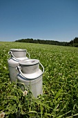 Two milk churns in a field