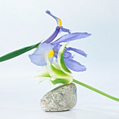 Blumenarrangement mit Iris und Tulpe