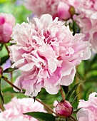 Pink peonies