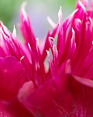 Pink peony (detail)