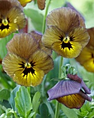 Viola ('Irish Molly')