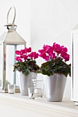 Cyclamen miniwella 'Twinkle purple magenta' in pots on shelf