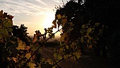 A vineyard at dawn, Stellenboasch, South Africa
