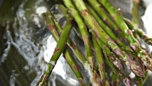 Green asparagus being placed in a pot of water