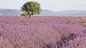 A flowering lavender field with a mountain landscape in the background