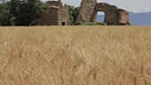 A wheat field in Provence