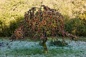 Apple tree in wintery garden with hoar frost on grass