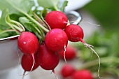 Fresh radishes