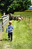 Little boy driving sheep to pasture