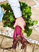 A hand holding freshly harvested beetroot