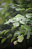 Buchenhecke im Regen