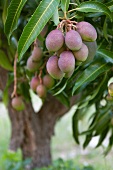 Fruit on a mango tree (South Africa)