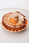 Scallop in the shell