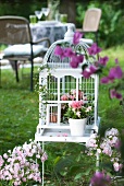 Potted flowering plants in white, vintage bird cage in garden