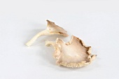 Phoenix mushroom (Pleurotus pulmonarius)