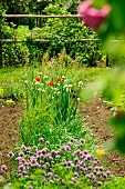 Chives in vegetable patch bordered by rose bushes