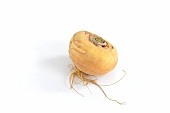 A brown turnip