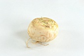 A white turnip