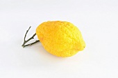 Zitronatzitrone oder Cedrat (Citrus medica)