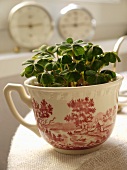 Green seedlings in porcelain teacup