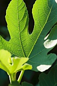Fig Leaves in a Fig Tree