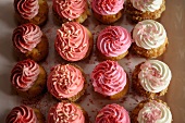 Rows of cupcakes (seen from above)